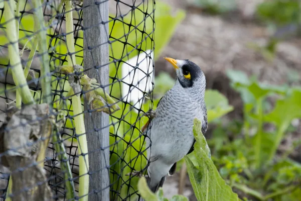 Close-up view of polyethylene bird netting, showing its durable material and mesh design for outdoor use