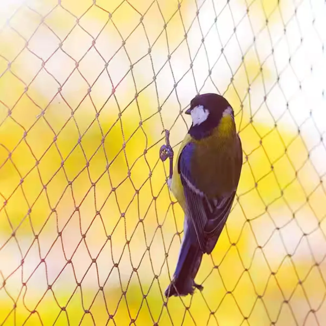 Protecting Your Business Against Birds; Using SNG Bird Netting