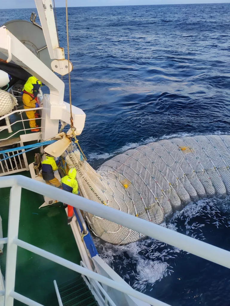 SNG codend in open water, capturing a full load.