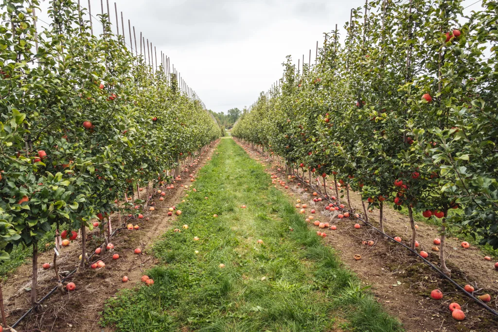 apple orchard suitable for fruit and rope netting solutions