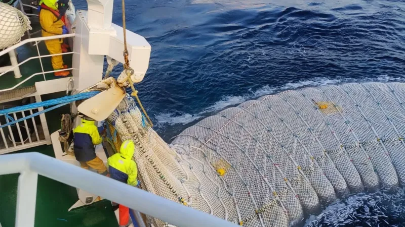 SNG codend in open water, capturing a full load.